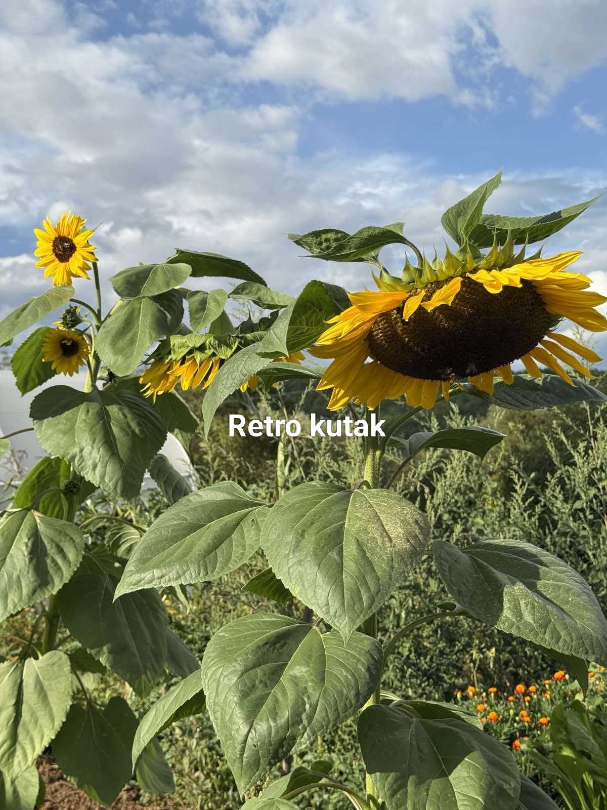 Retro kutak